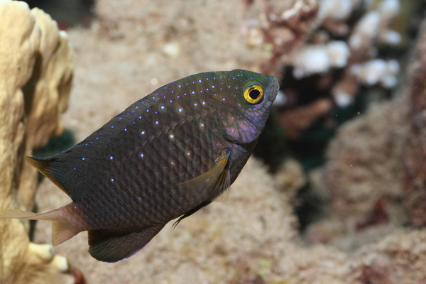 Damselfish - Jewel Damselfish