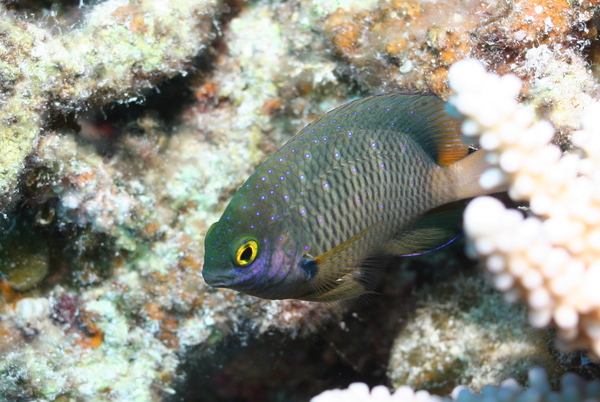 Damselfish - Jewel Damselfish