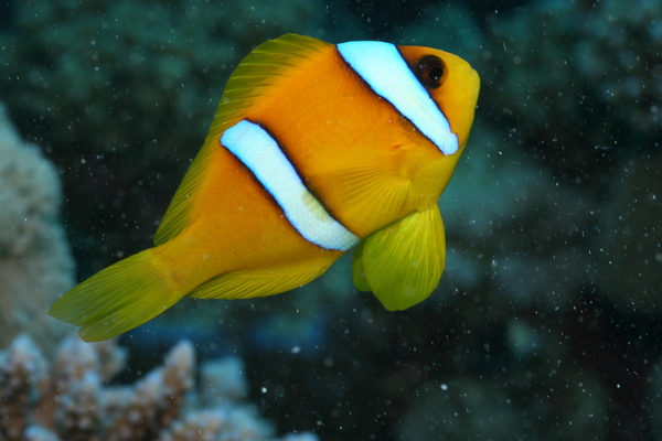 Damselfish - Red Sea Anemonefish