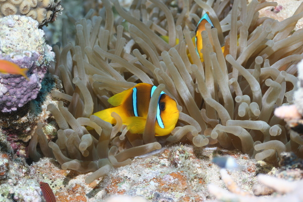 Damselfish - Red Sea Anemonefish