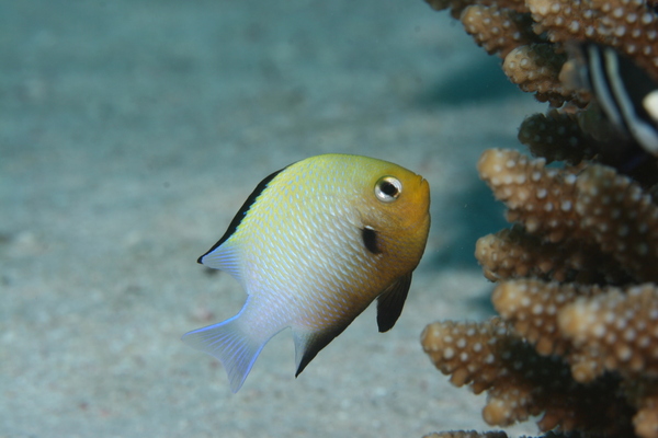 Damselfish - Red Sea Dascyllus