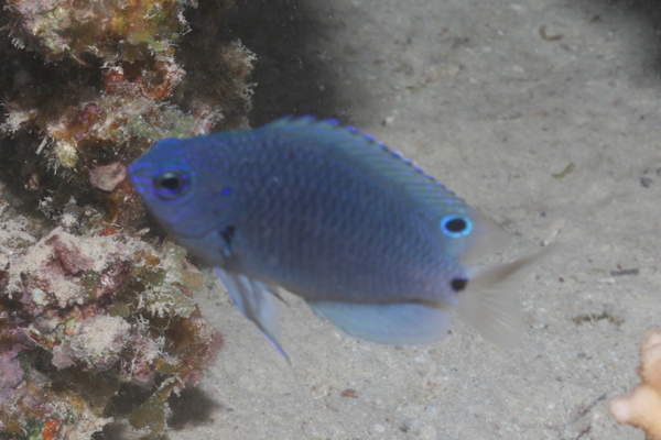 Damselfish - Reticulated Damsel Damselfish - Reticulated Damsel