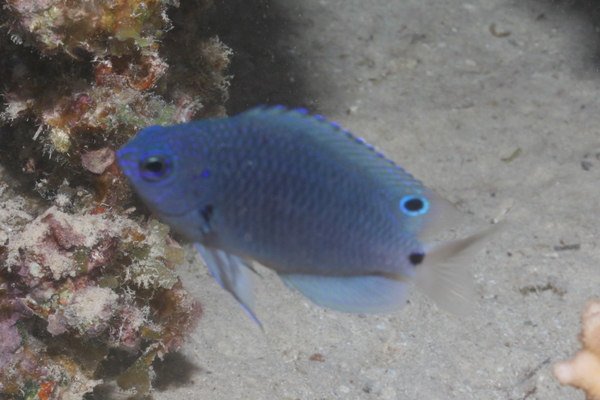 Damselfish - Reticulated Damsel