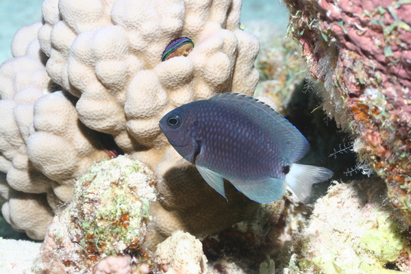 Damselfish - Reticulated Damsel