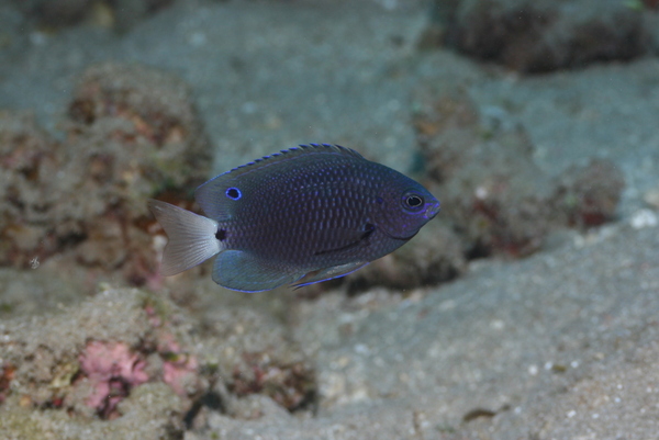 Damselfish - Reticulated Damsel