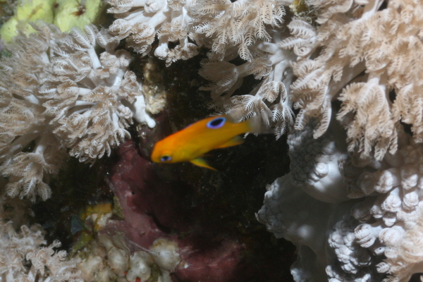 Damselfish - Sulphur Damselfish