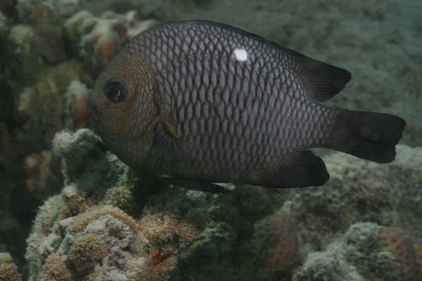 Damselfish - Threespot Dascyllus