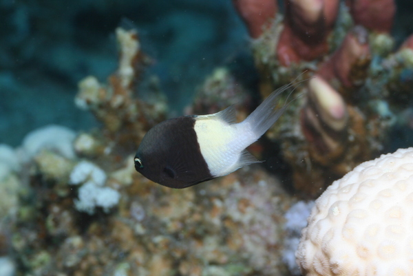 Damselfish - Twotone Chromis