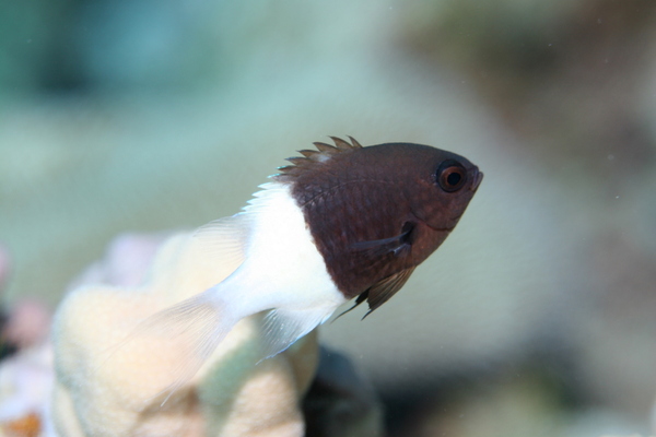 Damselfish - Twotone Chromis