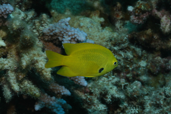 Damselfish - Sulphur Damselfish