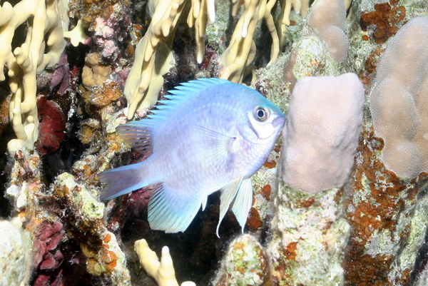 Damselfish - Whitebelly Damselfish