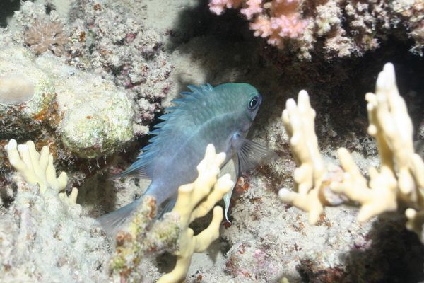 Damselfish - Whitebelly Damselfish