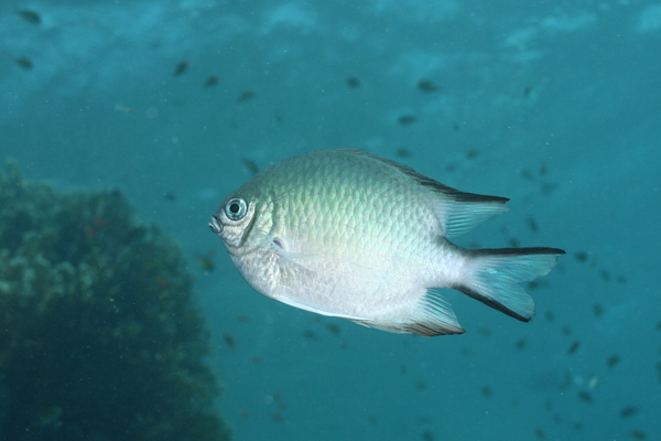 Damselfish - Whitebelly Damselfish