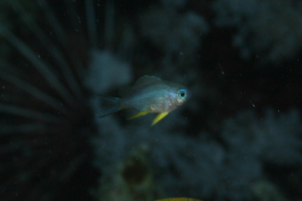 Damselfish - Whitebelly Damselfish