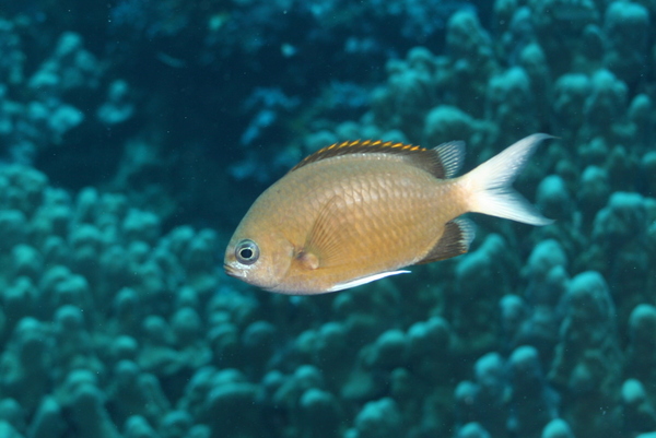 Damselfish - Yellow-edge Chromis