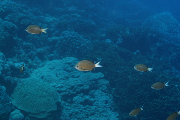 Damselfish - Yellow-edge Chromis