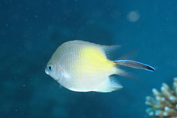 Damselfish - Yellowfin Damselfish