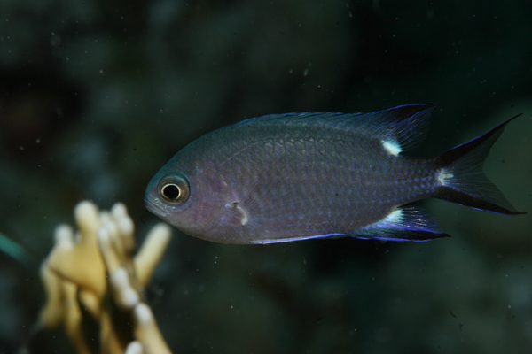 Damselfish - Trispot Chromis