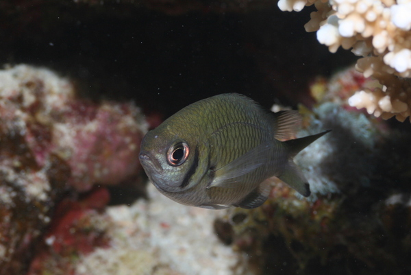 Damselfish - Weber's chromis