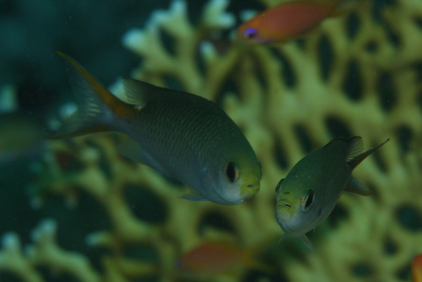 Damselfish - Miry's Demoiselle