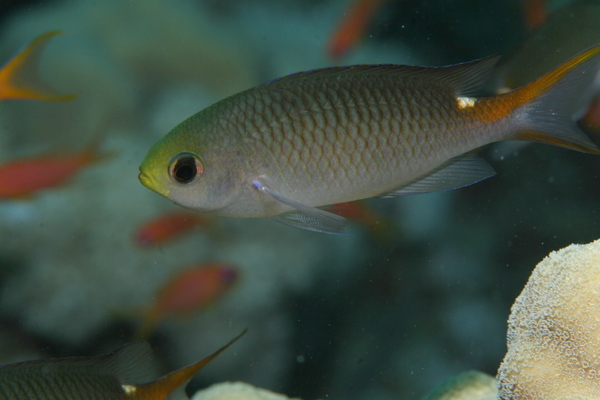 Damselfish - Miry's Demoiselle