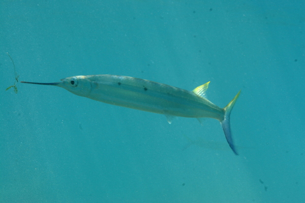 Halfbeaks - Black-barred halfbeak