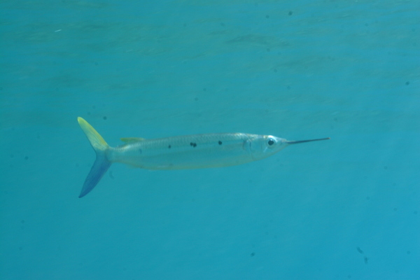 Halfbeaks - Black-barred halfbeak