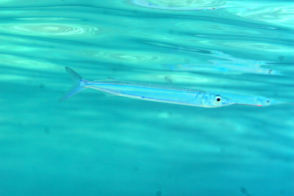 Halfbeaks - Black-barred halfbeak