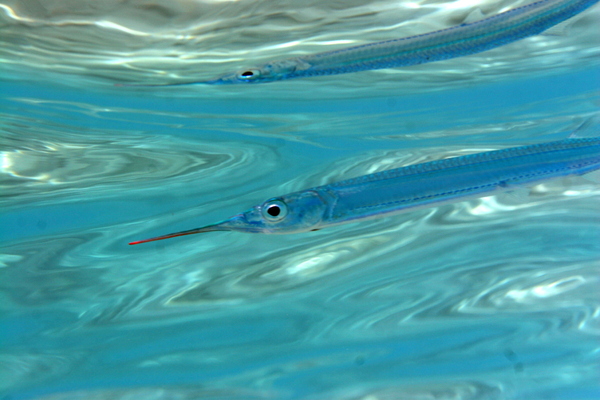 Halfbeaks - Black-barred halfbeak