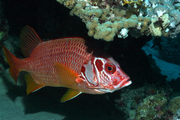 Squirrelfish - Long-jawed Squirrelfish Squirrelfish - Long-jawed Squirrelfish