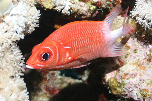 Squirrelfish - Silverspot Squirrelfish