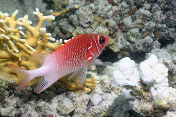 Squirrelfish - Silverspot Squirrelfish