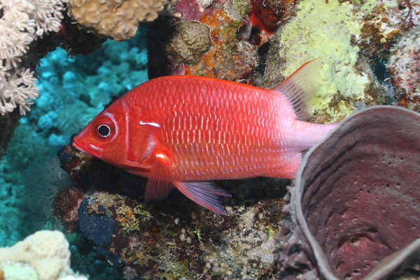 Squirrelfish - Silverspot Squirrelfish