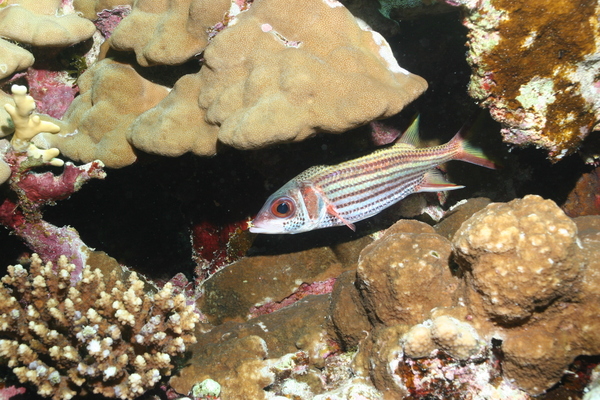 Squirrelfish - Bloodspot Squirrelfish