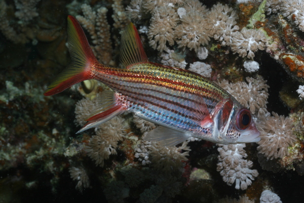 Squirrelfish - Bloodspot Squirrelfish