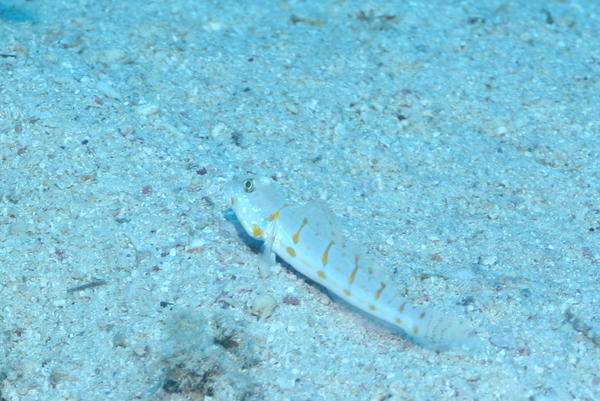 Gobies - Maiden goby