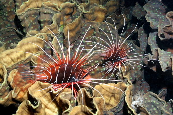 Lionfish - Clearfin Lionfish