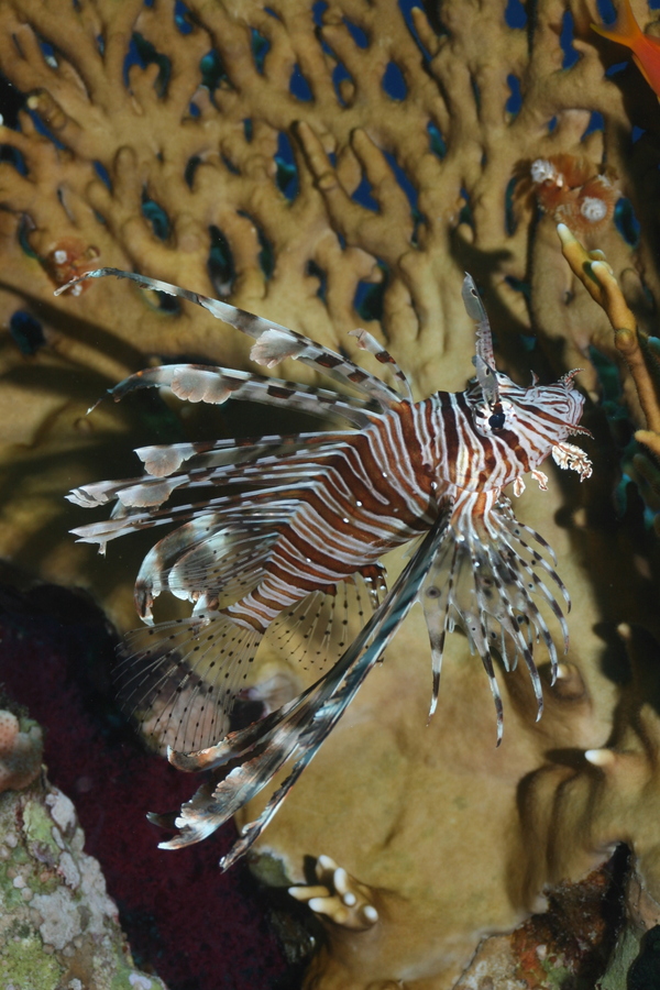 Lionfish - Lionfish