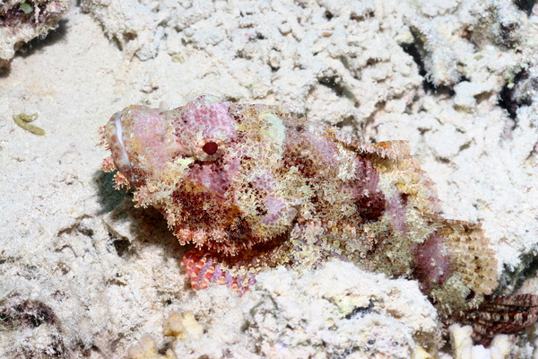 Scorpionfish - Tassled Scorpionfish