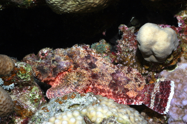 Scorpionfish - Tassled Scorpionfish