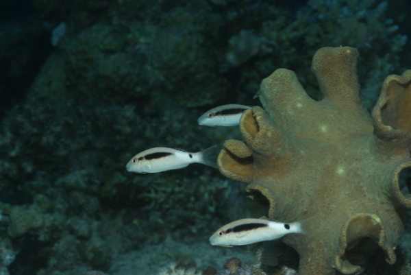 Goatfish - Longbarbel Goatfish