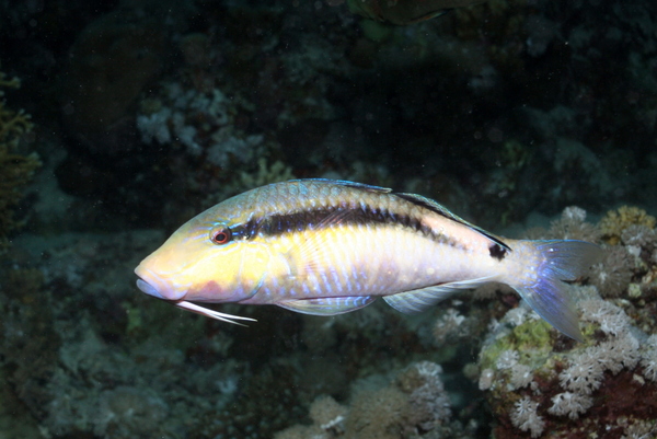 Goatfish - Longbarbel Goatfish