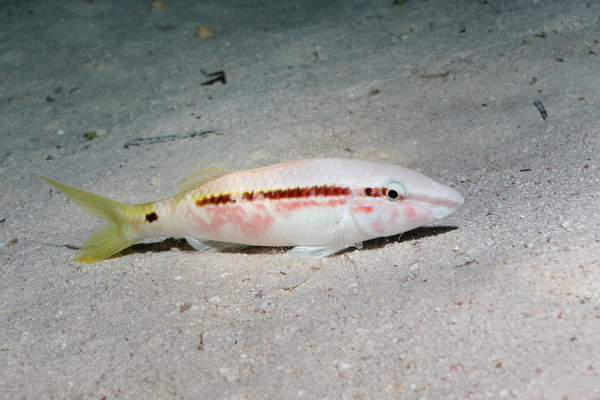 Goatfish - Red Sea goatfish