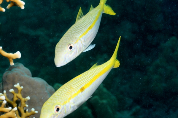 Goatfish - Yellow Striped Goatfish