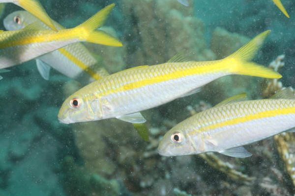 Goatfish - Yellow Striped Goatfish