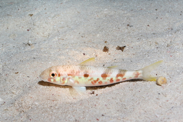 Goatfish - Yellow Striped Goatfish