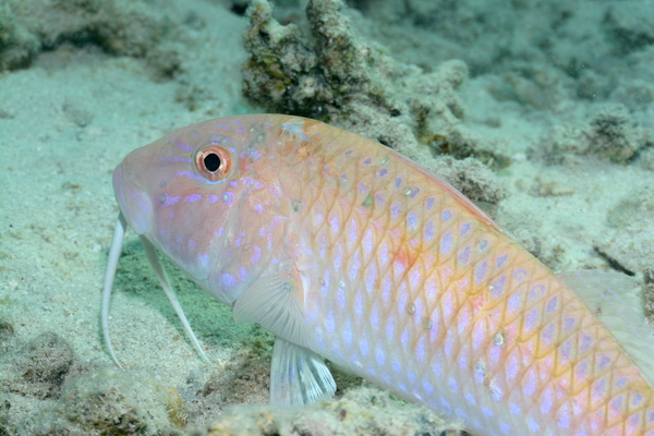 Goatfish - Cinnabar goatfish