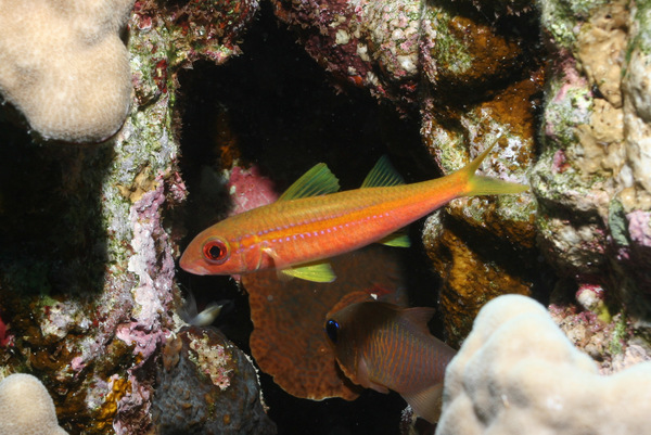 Goatfish - Yellowfin Goatfish