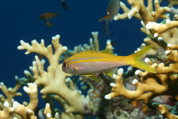 Goatfish - Yellowfin Goatfish