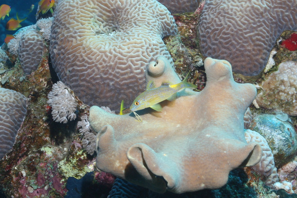 Goatfish - Yellowsaddle Goatfish